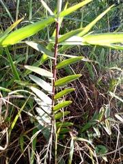 Epidendrum melinanthum