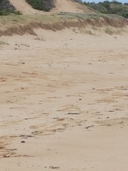 Thinornis cucullatus