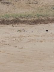 Thinornis cucullatus