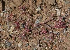 Chorizanthe leptotheca