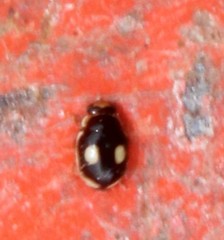 Hyperaspis paludicola