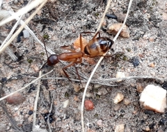 Camponotus maculatus