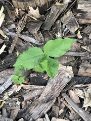 Arisaema triphyllum