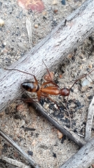 Camponotus maculatus