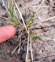 Camponotus maculatus