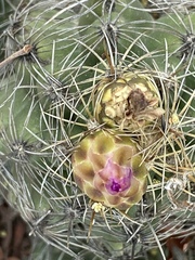 Thelocactus