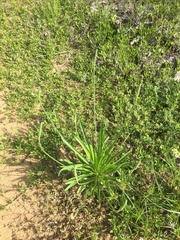 Plantago wrightiana