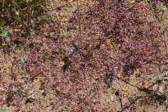 Chorizanthe leptotheca