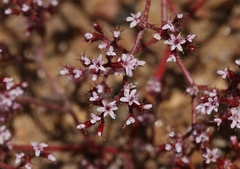 Chorizanthe leptotheca