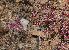 Chorizanthe leptotheca