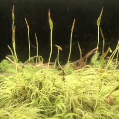 Dicranum howellii