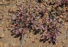 Chorizanthe leptotheca