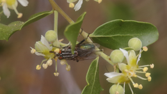 Sarconesia chlorogaster