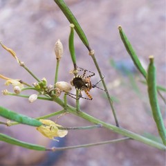 Cosmoclopius nigroannulatus