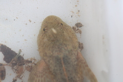 Cottus caeruleomentum