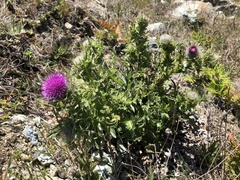 Cirsium andrewsii