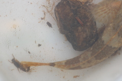 Cottus caeruleomentum