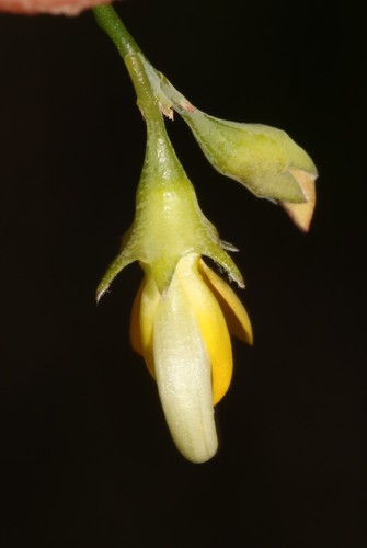Image of Lebeckia meyeriana by (c) Brian du Preez, some rights reserved (CC BY-SA)