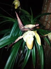 Phragmipedium