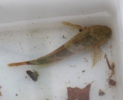 Cottus caeruleomentum