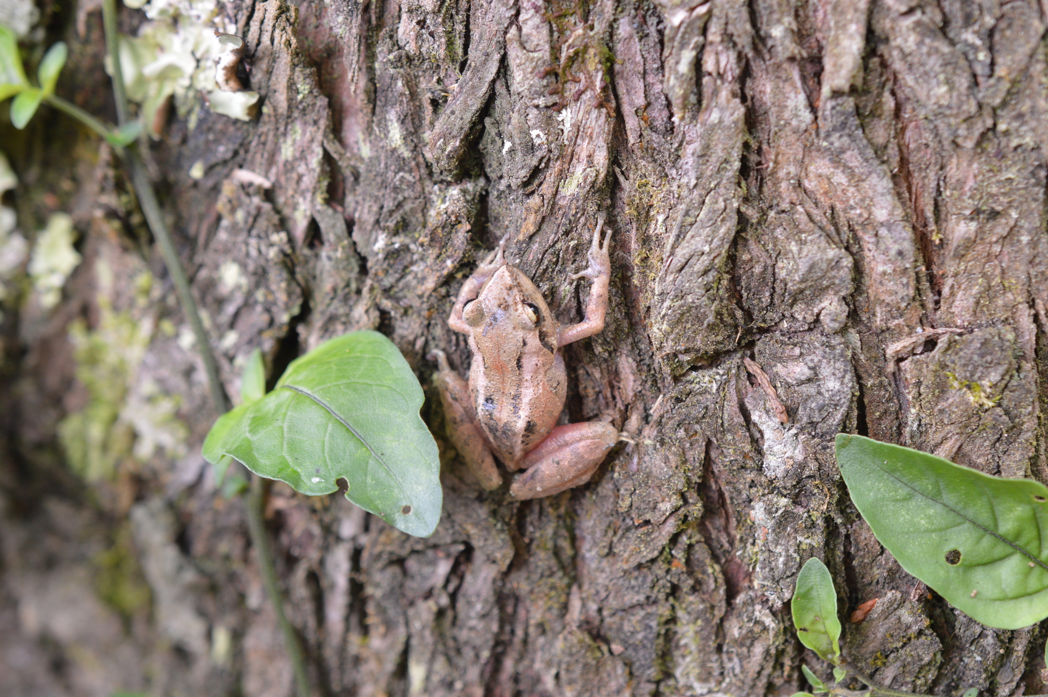 Pristimantis cajamarcensis image