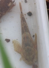 Cottus caeruleomentum