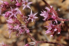 Chorizanthe fimbriata