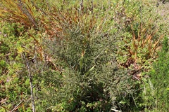 Aspalathus hispida hispida