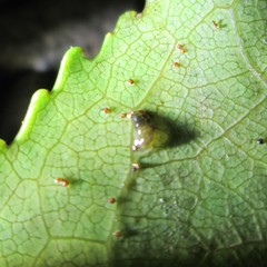 Potamopyrgus oppidanus