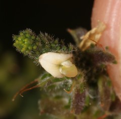 Aspalathus hispida hispida