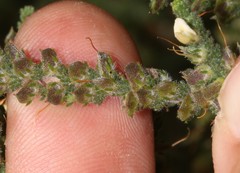 Aspalathus hispida hispida