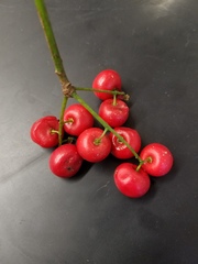 Discocalyx megacarpa