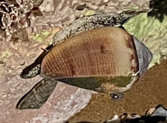 Californiconus californicus image