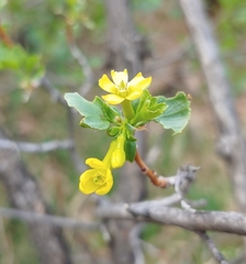 Ribes aureum