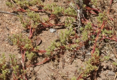 Lastarriaea coriacea