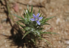 Eriastrum filifolium