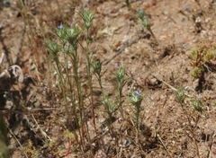 Eriastrum filifolium