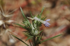 Eriastrum filifolium