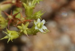Chorizanthe procumbens