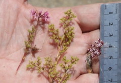 Chorizanthe procumbens