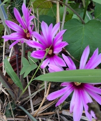 Echinocereus berlandieri