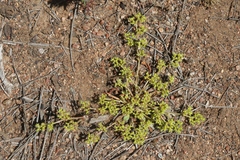 Chorizanthe procumbens