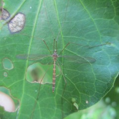 Limnophilella delicatula
