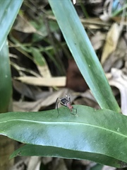 Taeniaptera angulata