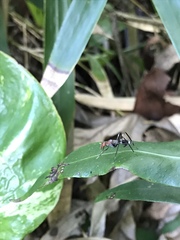 Taeniaptera angulata