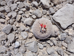 Epithelantha