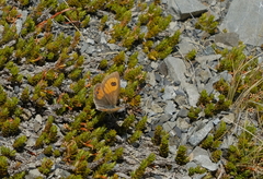 Argyrophenga janitae