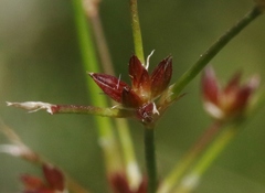 Juncus dubius