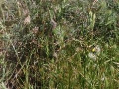 Juncus dubius