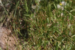 Juncus dubius